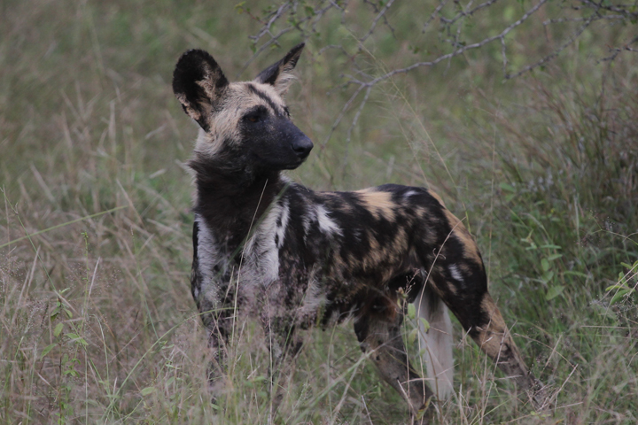
African Wild Dogs biggest threat and biggest hope: Man. 12.18.10, for GlobalPost