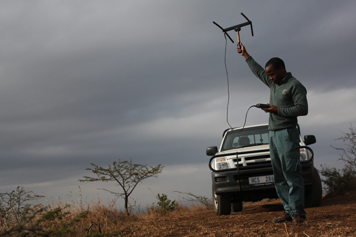 African Wild Dogs biggest threat and biggest hope: Man. 12.18.10, for GlobalPost